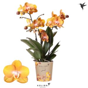 Phalaenopsis Las Vegas Kolibri Orchids Phalaenopsis Jewel Las Vegas 3 spike
(6 Plants/Order)(12cmP 40cmH)