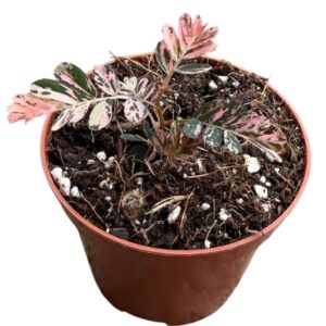 other plants Phyllanthus Urinaria Variegata
(14 Plants/Order)(8cmP 15cmH)