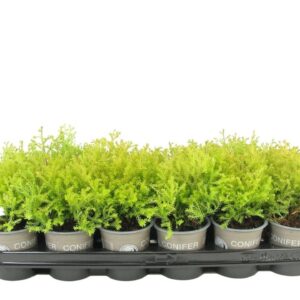 Thuja Rheingold Thuja occidentalis 'Rheingold'
(18 Plants/Order)(9cmP 13cmH)
