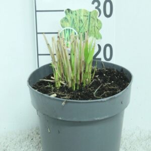 Panicum virgatum Panicum vir. 'Northwind' P23
(1 Plants/Order)(23cmP 35cmH)
