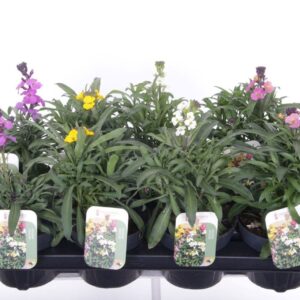 Erysimum linifolium Erysimum linifolium mix
(8 Plants/Order)(13cmP 30cmH)