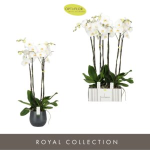 Phalaenopsis white more Ripsen Fortuno Alto 4 spike in Esra Graphite
(2 Plants/Order)(17cmP 110cmH)