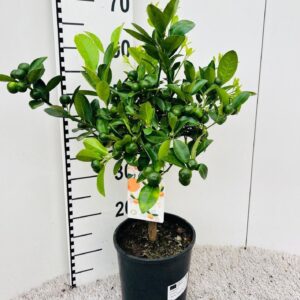 Citrofortunella x microcar Citrus Calamondin on stem
(1 Plants/Order)(19cmP 65cmH)