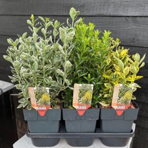 Euonymus fortunei Euonymus mix P17
(6 Plants/Order)(17cmP 40cmH)