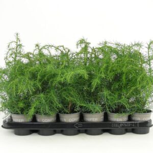 Cryptomeria Elegans Virid Cryptomeria japonica 'Elegans Viridis'
(18 Plants/Order)(9cmP 20cmH)