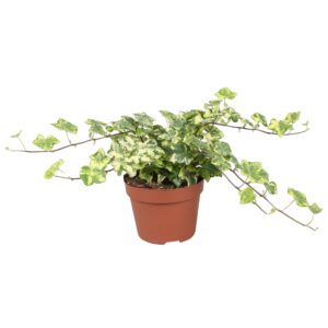 Hedera Golden Kolibri Hedera helix Golden Kolibri
(8 Plants/Order)(13cmP 30cmH)