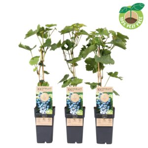 Vitis Regent vinifera P15
(10 Plants/Order)(15cmP 50cmH)