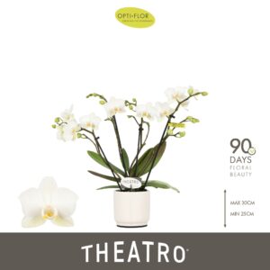 Phalaenopsis Multiflora Theatro Funk 4 spike in Piemonte White
(6 Plants/Order)(7cmP 30cmH)