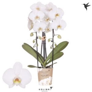 Phalaenopsis Elegant Cascade Kolibri Orchids Phalaenopsis Cascade Niagara Fall Leeds 2 spike
(6 Plants/Order)(12cmP 45cmH)
