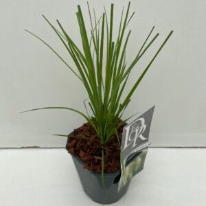 Cortaderia selloana Pumila Cortaderia sell. 'Pumila'
(6 Plants/Order)(17cmP 50cmH)