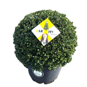 Ilex crenata Dark Green Ilex crenata Dark Green, P38, ball Ø50cm
(1 Plants/Order)(35cmP 65cmH)