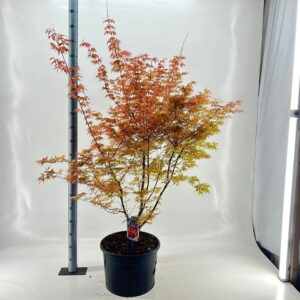 Acer palmatum Katsura Acer pal. 'Katsura'
(1 Plants/Order)(40cmP 120cmH)