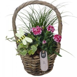 Perkgoed Arrangementen PTPP7029 Arrangement Patio in rieten mand
(3 Plants/Order)(14cmP 31cmH)