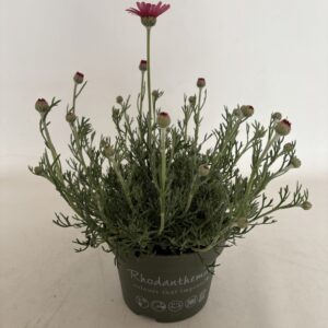 Rhodanthemum hosmariense SA Rhodanthemum Marrakech
(8 Plants/Order)(13cmP 25cmH)
