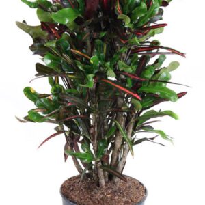 Codiaeum Mammi Codiaeum Mammi busch P27
(1 Plants/Order)(27cmP 100cmH)