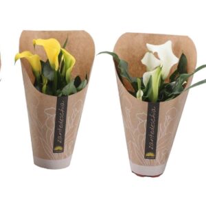 Zantedeschia mixed 3+ Zantedeschia mixed in papieren hoes
(12 Plants/Order)(9cmP 20cmH)