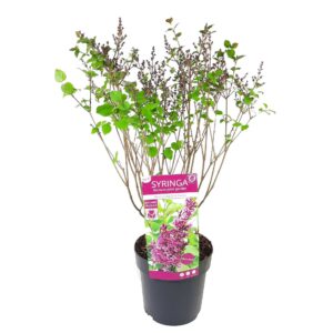Syringa Syringa 'Bloomerang Dark Purple' ®
(1 Plants/Order)(19cmP 40cmH)