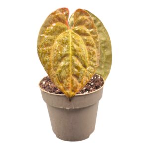 Anthurium Leaf Anthurium King of Spades x Forgetii x Goliath
(6 Plants/Order)(13cmP 20cmH)