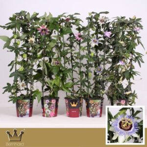 Passiflora Passiflora P19 Zuil mix CC
(1 Plants/Order)(19cmP 95cmH)