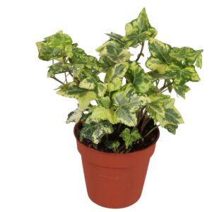 Hedera Golden Kolibri Hedera helix Golden Kolibri
(18 Plants/Order)(9cmP 10cmH)
