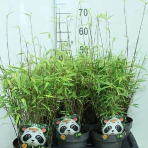 Fargesia rufa Fargesia rufa P17
(6 Plants/Order)(17cmP 75cmH)