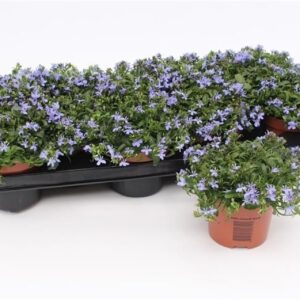 Lobelia Richardii Lobelia Richardii Blue
(12 Plants/Order)(10.5cmP 17cmH)