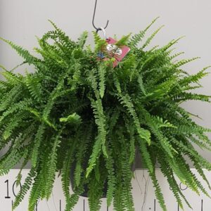 Nephrolepis Green Lady Nephrolepis Green Lady 35cm
(1 Plants/Order)(35cmP 80cmH)