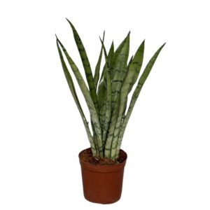 Sansevieria Sansevieria Silver Princess
(10 Plants/Order)(12cmP 40cmH)