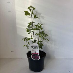 Lespedeza thunbergii Lespedeza thunbergii
(1 Plants/Order)(19cmP 40cmH)