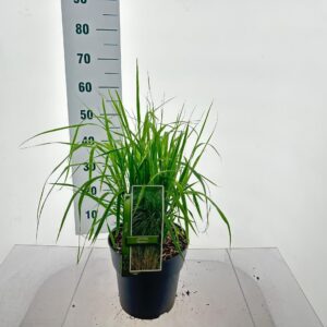 Molinia arundinacea Molinia arundinacea 'Skyracer'
(1 Plants/Order)(23cmP 35cmH)