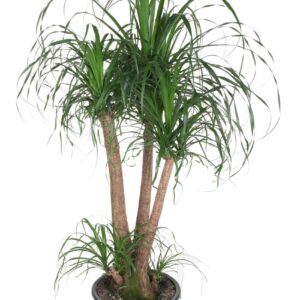 Nolina recurvata Beaucarnea busch P38 - 3ft
(1 Plants/Order)(38cmP 130cmH)