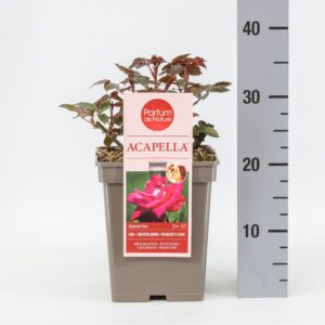 Rosa other Rosa Acapella ® 'Parfum de Nature', C5
(1 Plants/Order)(23cmP 30cmH)