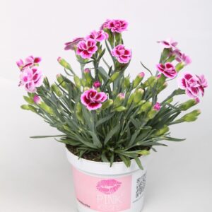 Carnation Pink Kisses Carnation Pink Kisses p9
(18 Plants/Order)(9cmP 20cmH)