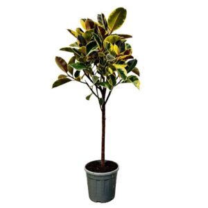 Ficus Tineke Ficus Elastica 'Tineke' boom - 160cm
(1 Plants/Order)(30cmP 160cmH)