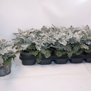 Senecio cineraria Senecio Silverdust
(10 Plants/Order)(12cmP 20cmH)