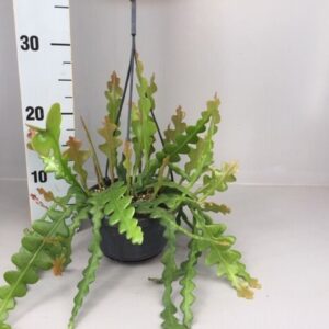 Epiphyllum anguliger Epiphyllum anguliger
(7 Plants/Order)(14cmP 35cmH)