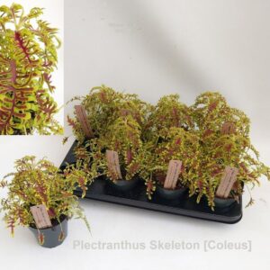 Coleus Plectranthus Skeleton [Coleus]
(8 Plants/Order)(12cmP 22cmH)