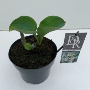 Hosta sieboldiana Elegans Hosta 'Elegans'
(1 Plants/Order)(19cmP 30cmH)