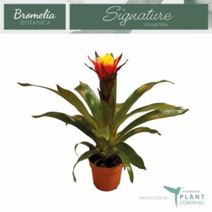 Guzmania Yeltix Guzmania Yeltix
(6 Plants/Order)(12cmP 45cmH)