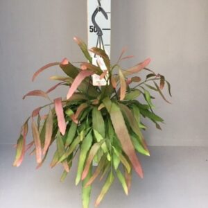 Rhipsalis Rhipsalis red coral
(7 Plants/Order)(14cmP 30cmH)