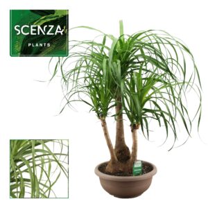 Nolina recurvata Beaucarnea busch 30 cm (Scenza)
(1 Plants/Order)(30cmP 80cmH)