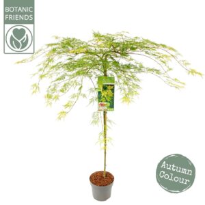 Acer palmatum Emerald Lace Acer palm. 'Emerald Lace'
(1 Plants/Order)(24cmP 130cmH)
