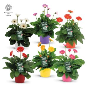 Gerbera Garvinea Garvinea gerbera mix
(1 Plants/Order)(19cmP 50cmH)