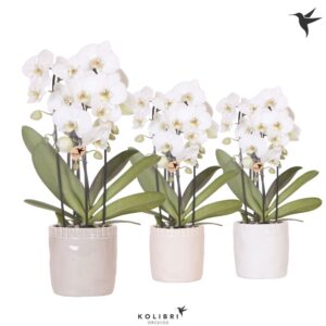 Phalaenopsis Elegant Cascade Kolibri Orchids Phalaenopsis Cascade Niagara Fall white 3 spike in Stones Pot MI
(6 Plants/Order)(12cmP 50cmH)