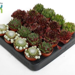 Sempervivum mix Sempervivum mix
(20 Plants/Order)(5.5cmP 10cmH)