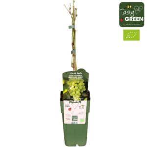 Vitis vinifera Vitis vinifera 'Johanniter' Bio P15
(10 Plants/Order)(15cmP 55cmH)