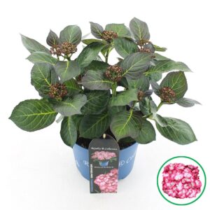 Hydrangea macrophylla other Hydrangea macr. Royalty® 'Beauty of Boskoop'® C5 (23cm.) Kn.
(1 Plants/Order)(23cmP 45cmH)