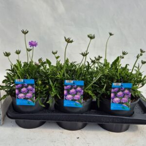 Scabiosa Butterfly Blue Scabiosa Butterfly Blue
(6 Plants/Order)(17cmP 35cmH)