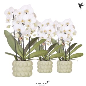 Phalaenopsis Elegant Cascade Kolibri Orchids Phalaenopsis Cascade Niagara Fall white 3 spike in Citrus Pot GR
(3 Plants/Order)(12cmP 50cmH)