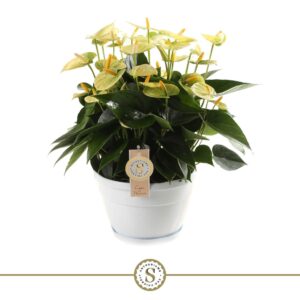 Anthurium Vanilla Schaal Napoli 20cm Yellow Champion
(4 Plants/Order)(20cmP 45cmH)
